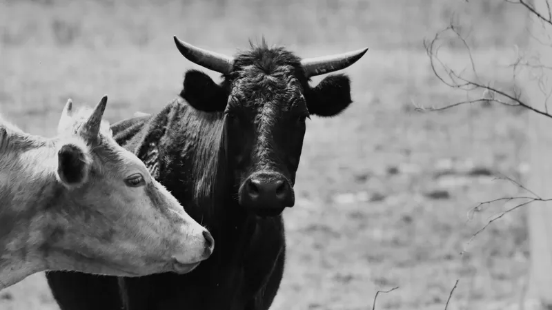 What links Bulls and Better Conversations?